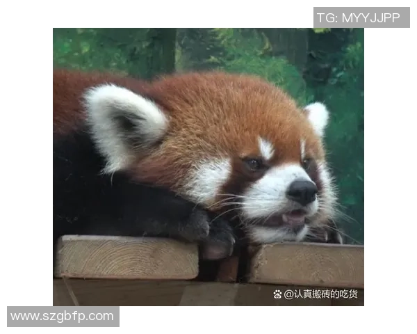 世界足球明星熊猫的传奇旅程与全球球迷的热爱交织在一起